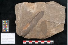 Foto (Objekt + Etikett) von Taeniopteris moravica Ettingshausen (NHMW-GEO-2024-0188-10933)